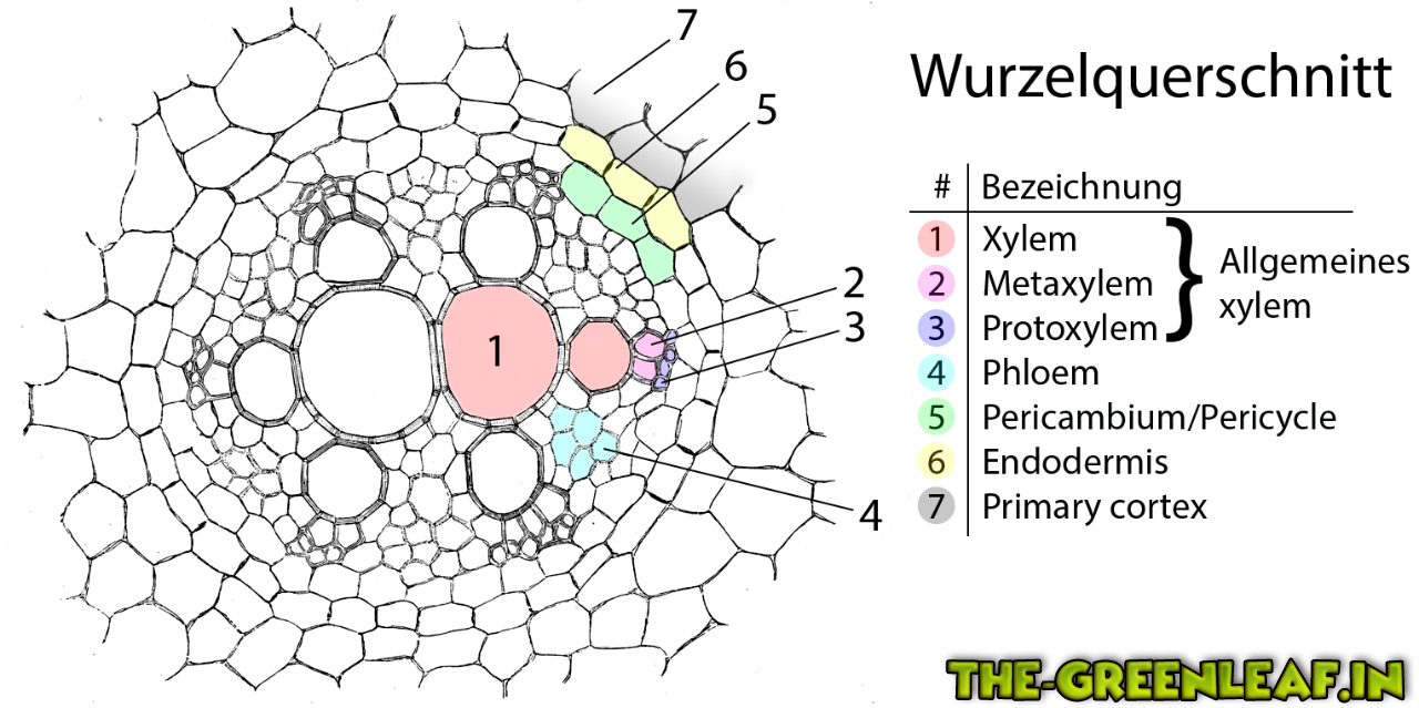 Die Wurzel - Wissen & Tutorials - THE-GREENLEAF.IN - GROWING WITH LOVE