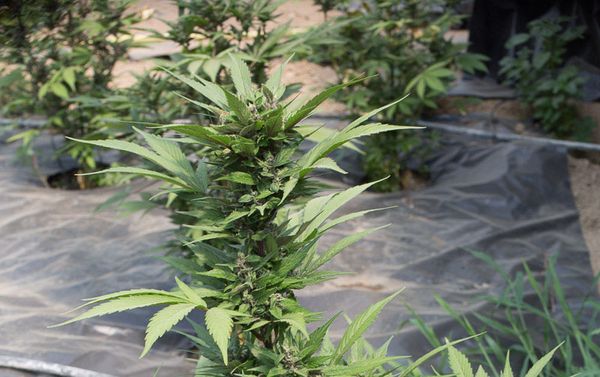 Wie groß werden autoflowering Cannabispflanzen? TheGreenleaf